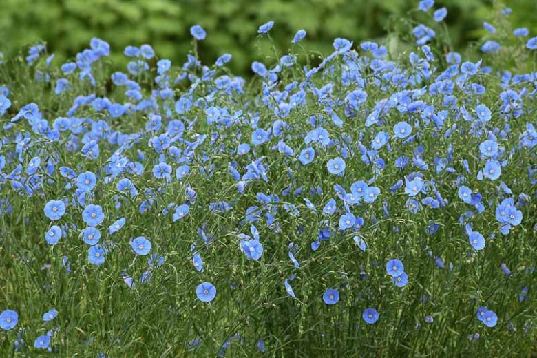 Linum lewisii, Wild Blue Flax, Prairie Flax, Lewis Flax, Lewis's Flax, Drought tolerant perennials, Blue perennial flowers, Evergreen perennial, Low maintenance perennial