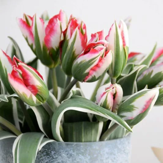 Tulipa Esperanto, Tulip 'Esperanto', Viridiflora Tulip 'Esperanto', Viridiflora Tulips, Spring Bulbs, Spring Flowers, Tulipe Esperanto,Tulipes Viridiflora, Pink Tulips
