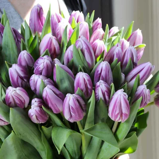 Tulipa 'Flaming Flag', Tulip 'Flaming Flag', Triumph Tulip 'Flaming Flag', Triumph Tulips, Spring Bulbs, Spring Flowers, White Tulips, Bicolor Tulip, Purple tulip