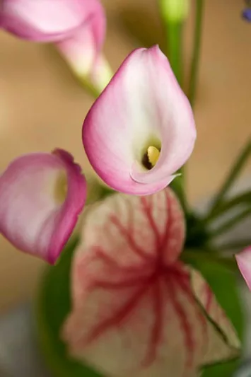 Zantedeschia 'Garnet Glow', Calla Lily 'Garnet Glow', Arum Lily 'Garnet Glow', Calla Lilies, Arum Lilies, Zantedeschia care, pink calla lilies, purple calla lilies