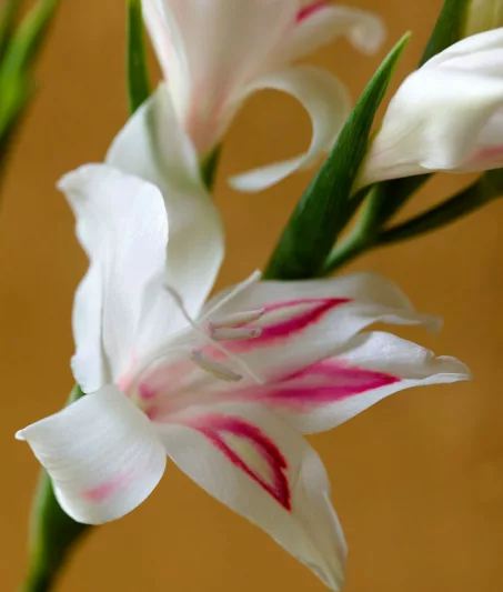 Sword Lily 'Nymph', Gladioli 'Nymph', Gladiolus nanus Nymph, dwarf gladiolus Nymph, dwarf glad, glaieul Nymph, miniature gladiolus Nymph