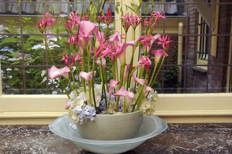 Nerine bowdenii, Guernsey Lily, Cape Flower, Japanese Spider Lily, Cornish Lily, Jersey Lily, Bowden Lily, Fall Flowers, Purple Flowers