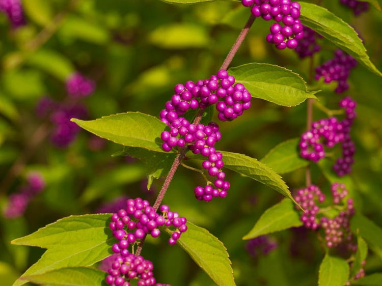Callicarpa, Beautyberry,Callicarpa Americana, American Beautyberry, French Mulberry, Purple Berries, Shrub with berries, Callicarpa dichotoma,Callicarpa japonica,Callicarpa bodinieri, Purple