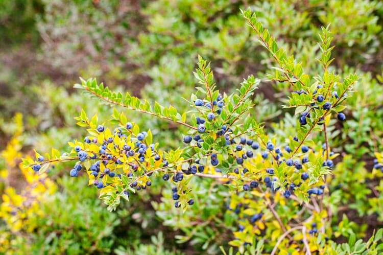 Myrtus Communis, Common Myrtle, Myrtle, white flowers, fragrant shrub, evergreen shrub