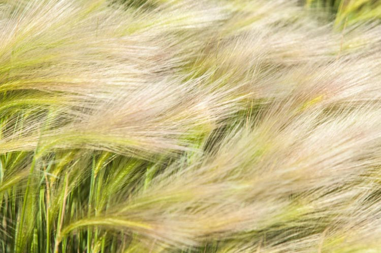 Stipa, feather grass, needle grass, spear grass, Stipa tenuissima, stipa gigantea, stipa barbata, stipa arundinacea, stipa capillata, stipa pulcherrima
