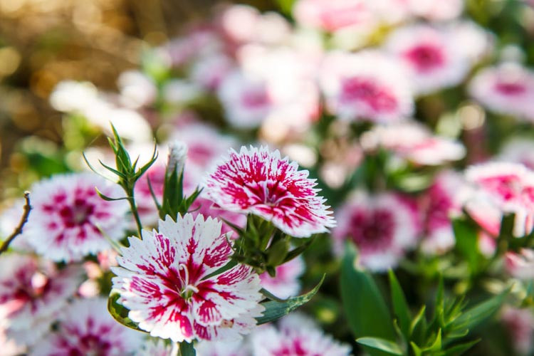 Dianthus Gratianopolitanus, Cheddar Pink, Cliff Pink, Clove Pink, Mountain Pink, Sweet Pink, Perennial Dianthus,Dianthus Caesius, Dianthus caryophyllus, carnation,Dianthus plumarius,Sweet Wil