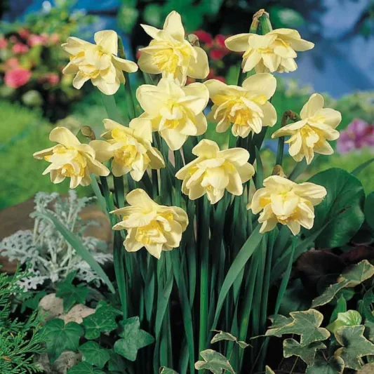 Narcissus White Lion, Daffodil 'White Lion', Double Daffodil 'White Lion', Double Narcissus 'White Lion', Spring Bulbs, Spring Flowers , mid spring daffodil, late spring daffodil, double daffodils, fragrant daffodils