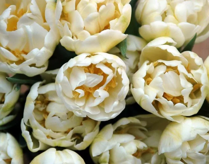 Tulipa 'Casablanca',Tulip 'Casablanca', Double Late Tulip 'Casablanca', Double Late Tulips, Spring Bulbs, Spring Flowers, Tulipe Casablanca, Double Late Tulip, Creamy Tulips, white Tulips, Tulipes Doubles Tardives