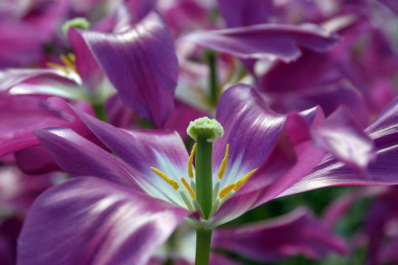 Tulipa 'Lilac Time', Tulip 'Lilac Time', Lily-Flowered Tulip 'Lilac Time', Lily-Flowering Tulip Lilac Time', Lily-Flowered Tulips, Spring Bulbs, Spring Flowers, Tulipe Lilac Time,Lily Flowered Tulip, Purple tulip, late season tulip