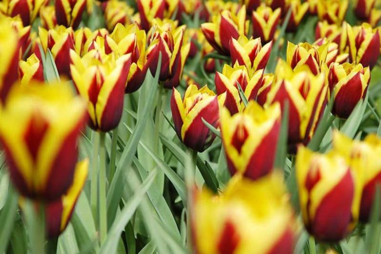 Tulipa Gavota,Tulip 'Gavota', Triumph Tulip 'Gavota', Triumph Tulips, Spring Bulbs, Spring Flowers, Tulipe White Gavota, Bicolor Tulips, Tulipes Triomphe, Mid spring tulips