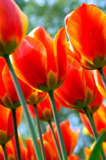 Tulipa 'Flair', Tulip 'Flair', Single Early Tulip Flair', Single Early Tulips, Spring Bulbs, Spring Flowers, Yellow Tulip, Bicolor Tulip