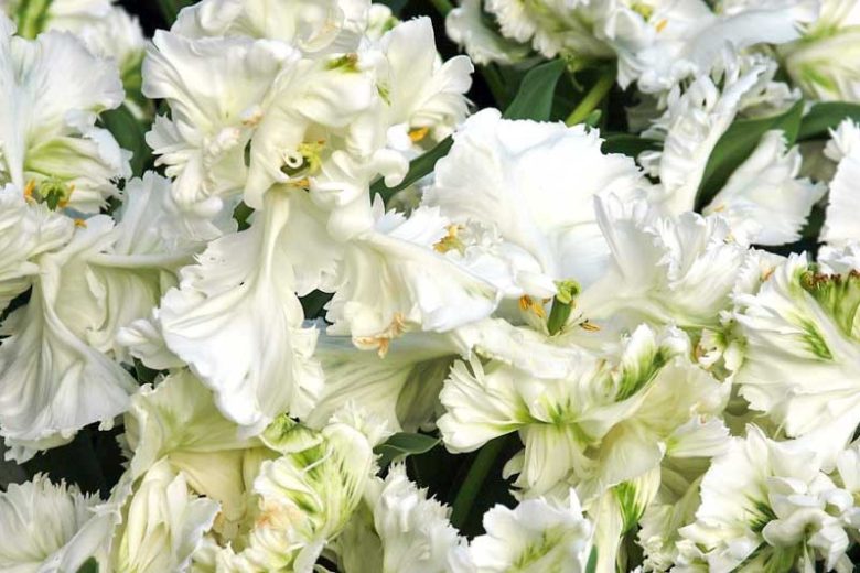 Tulipa 'White Parrot', Tulip 'White Parrot', Parrot Tulip 'White Parrot', Parrot Tulips, Spring Bulbs, Spring Flowers, Tulipe White Parrot, White Tulip, Tulipe Perroquet