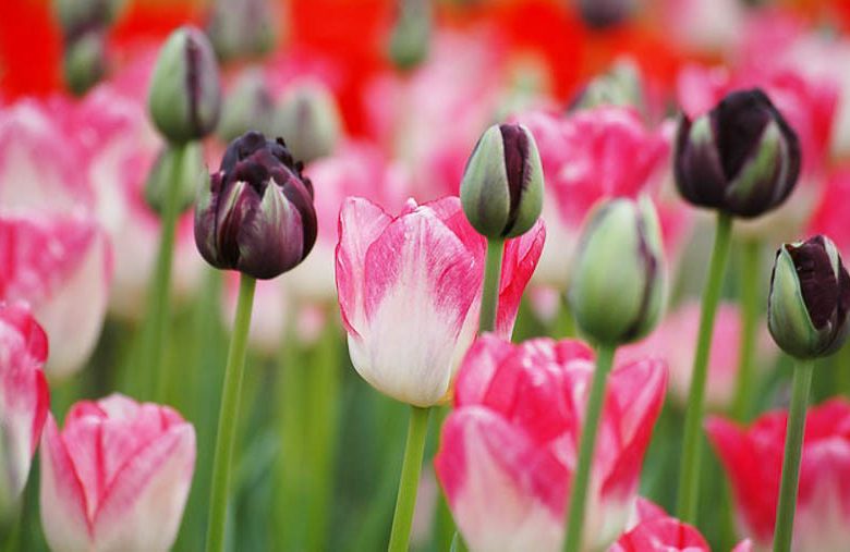 Tulipa 'Black Hero',Tulip 'Black Hero', Double Late Tulip 'Black Hero', Double Late Tulips, Spring Bulbs, Spring Flowers, Tulipe Black hero, Dark Tulips, Black Tulips, Late spring tulips, Tulipes Doubles Tardives