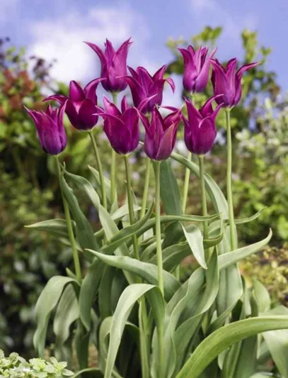 Tulipa 'Burgundy', Tulip 'Burgundy', Lily-Flowered Tulip 'Burgundy', Lily-Flowering Tulip 'Burgundy', Lily-Flowered Tulips, Spring Bulbs, Spring Flowers, Tulipe Burgundy,Lily Flowered Tulip, Purple tulip, late season tulip