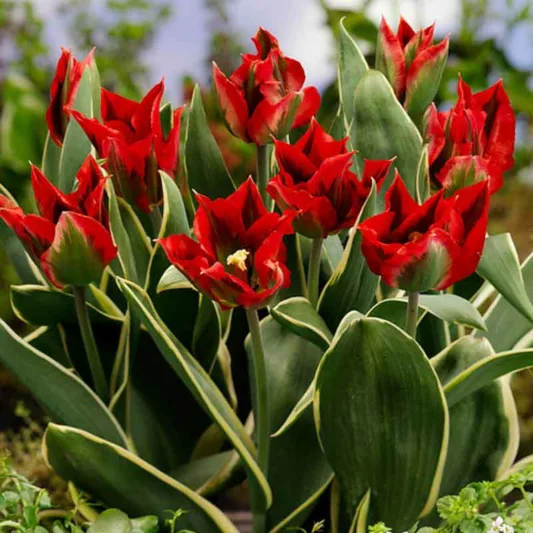 Tulipa 'Hollywood Star', Tulip 'Hollywood Star', Viridiflora Tulip 'Hollywood Star', Viridiflora Tulips, Spring Bulbs, Spring Flowers, Tulipe Hollywood Star,Tulipes Viridiflora, Red Tulips