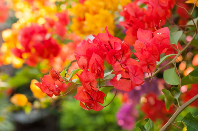 Bougainvillea, Paper Flower, evergreen shrub, evergreen vine, Mediterranean Shrub, Bougainvillea × buttiana ,Bougainvillea glabra,Bougainvillea peruviana, Bougainvillea spectabilis, Bougainvi