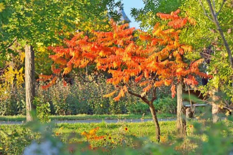 Rhus Typhina Tiger Eyes®, Cut-Leaf Staghorn Sumac, Stag's Horn Sumac Tiger Eyes®, Sumac Tiger Eyes® ('Bailtiger'), Rhus Typhina 'Bailtiger'