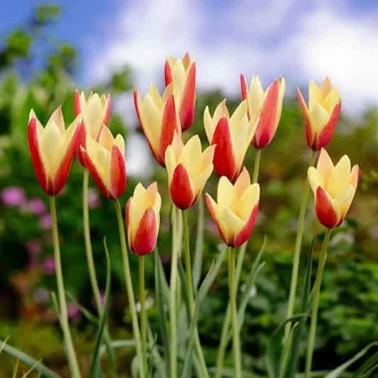 Tulip Clusiana var Chrysantha, Tulip Clusiana Tubergen's Gem,Tulipa Clusiana Tubergen's Gem, Tulipe Clusiana Tubergen's Gem,Golden Lady Tulip, Lady Tulip, Candlestick Tulip, Tulipa Chrysantha, Tulipa stellata var. Chrysantha, Botanical Tulips, Tulip Speci