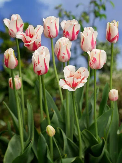 Tulipa 'Sorbet', Tulip 'Sorbet', Single Late Tulip 'Sorbet', Single Late Tulips, Spring Bulbs, Spring Flowers, White Tulip, Bicolor Tulip, Single Late Tulip