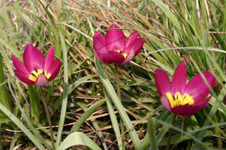 Tulipa Pulchella 'Persian Pearl', Tulip 'Persian Pearl', Tulipa Humilis var. Pulchella 'Persian Pearl', Tulipa Humilis 'Persian Pearl', Botanical Tulip, Tulip Species, Rock Garden Tulip, Wild Tulip
