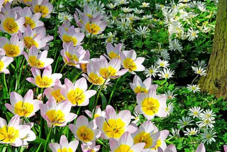 Candia Tulip 'Lilac Wonder', Miscellaneous Tulip 'Lilac Wonder', Tulipa Bakeri 'Lilac Wonder', Tulipa 'Lilac Wonder', Tulip 'Lilac Wonder', Botanical Tulips, Tulip Species, Rock Garden Tulips, Wild Tulips, Mid spring tulip, bicolored tulip, Candle Stick T