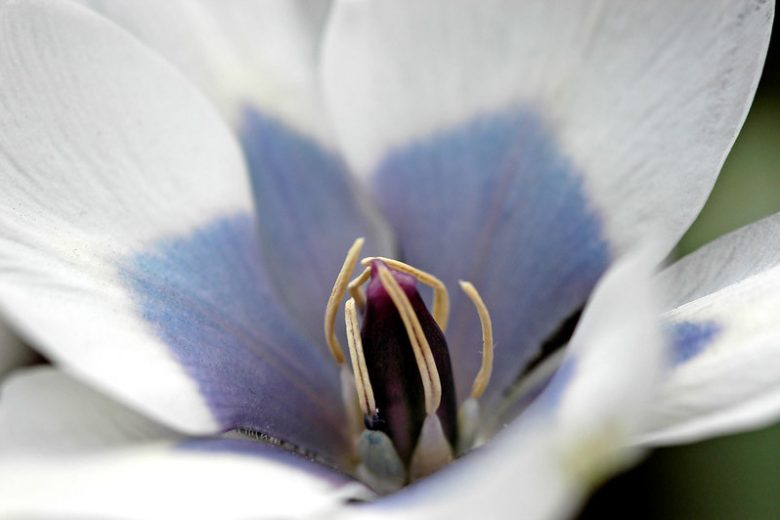 Tulipa Humilis 'Alba Coreulea Oculata' , Tulip 'Alba Coreulea Oculata', Tulipa Violacea Pallida, Tulipa Pulchella Coerulea-Oculata, Tulipa Pulchella albocoerulea oculata, Tulipa Pulchella Pallida, Tulipa Humilis, Botanical Tulip, Tulip Species, Rock Garden