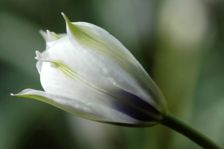 Tulipa Humilis 'Alba Coreulea Oculata' , Tulip 'Alba Coreulea Oculata', Tulipa Violacea Pallida, Tulipa Pulchella Coerulea-Oculata, Tulipa Pulchella albocoerulea oculata, Tulipa Pulchella Pallida, Tulipa Humilis, Botanical Tulip, Tulip Species, Rock Garden