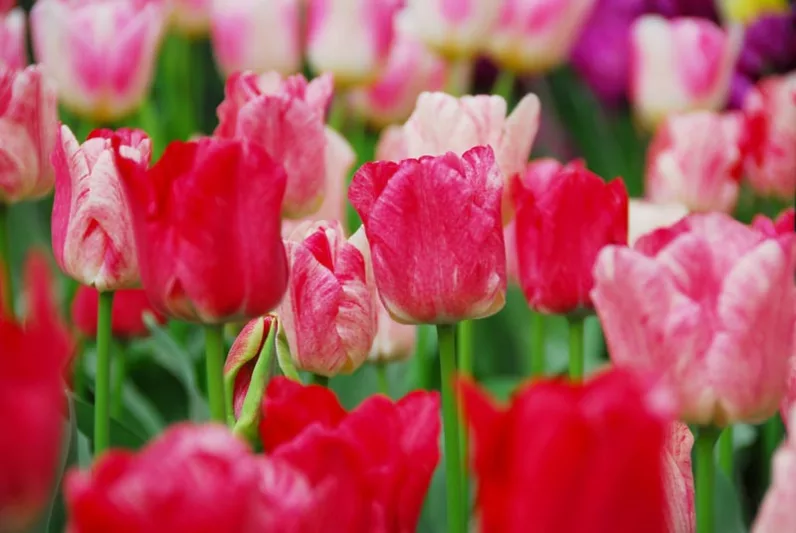 Tulipa 'Hemisphere',Tulip 'Hemisphere', Triumph Tulip 'Hemisphere', Triumph Tulips, Spring Bulbs, Spring Flowers, Pink Tulip, Bicolor Tulip