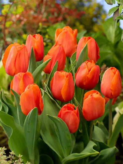 Tulipa 'Prins Willem Alexander', Tulipa 'Prince William Alexander', Tulip 'Prins Willem Alexander', Triumph Tulip 'Prins Willem Alexander', Tulip 'Prince William Alexander', Triumph Tulip 'Prince William Alexander', Triumph Tulips, Spring Bulbs, Spring Fl