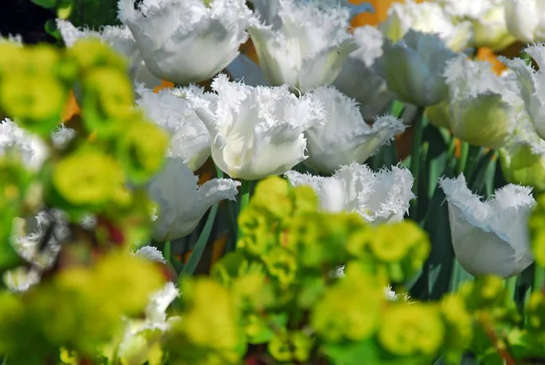 Tulipa Swan Wings, Tulip 'Swan Wings', Fringed Tulip 'Swan Wings', Fringed Tulips, Spring Bulbs, Spring Flowers, Tulipe Swan Wings, White tulips, Tulipes Dentelle