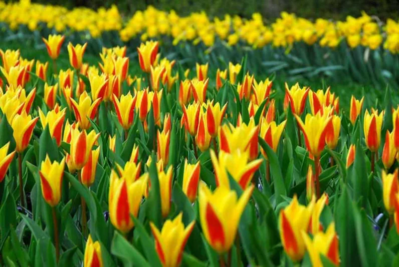 Tulipa Giuseppe Verdi,Tulip 'Giuseppe Verdi', Kaufmanniana Tulip 'Giuseppe Verdi', Waterlily Tulip 'Giuseppe Verdi', Kaufmanniana Tulips, Spring Bulbs, Spring Flowers, Bicolor tulip, Red tulip, Yellow tulip