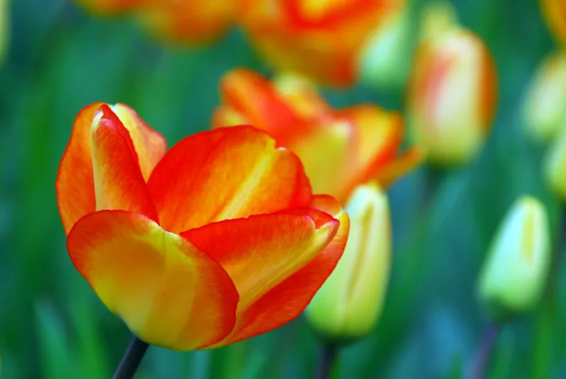 Tulipa 'American Dream', Tulip 'American Dream', Darwin Tulip 'American Dream', Darwin Tulips, Spring Bulbs, Spring Flowers,Tulipe American Dream, Darwin Tulip, Bicolor Tulip, Yellow Tulip, Tulipe Darwin
