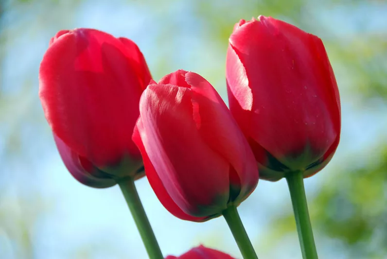 Tulipa 'Acropolis', Tulip 'Acropolis', Darwin Hybrid Tulip 'Acropolis', Darwin Hybrid Tulips, Spring Bulbs, Spring Flowers, Red Tulip