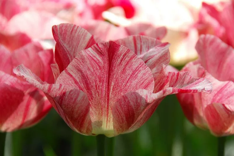 Tulipa 'Hemisphere',Tulip 'Hemisphere', Triumph Tulip 'Hemisphere', Triumph Tulips, Spring Bulbs, Spring Flowers, Pink Tulip, Bicolor Tulip