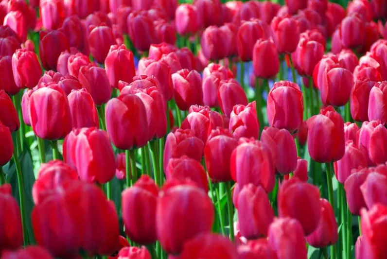 Tulipa 'Acropolis', Tulip 'Acropolis', Darwin Hybrid Tulip 'Acropolis', Darwin Hybrid Tulips, Spring Bulbs, Spring Flowers, Red Tulip