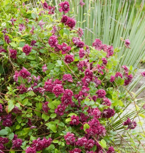 Clematis ''Purpurea Plena Elegans', Clematis Viticella 'Purpurea Plena Elegans', group 3 clematis, red clematis, Clematis viticella