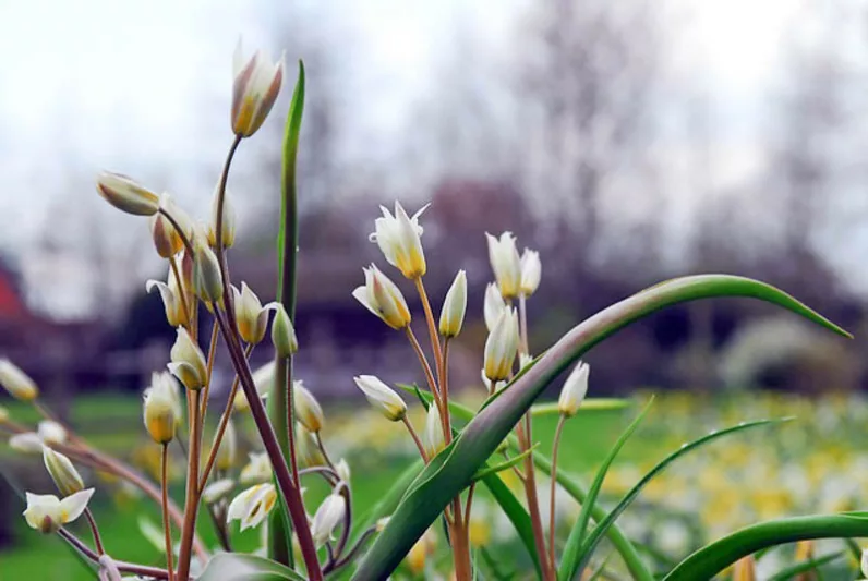 Tulip Turkestanica,Tulipa Turkestanica,Tulipe Turkestanica, Turkestan Tulip, Botanical Tulips, Tulip Species, Rock Garden Tulips, Wild Tulips, Early blooming tulips
