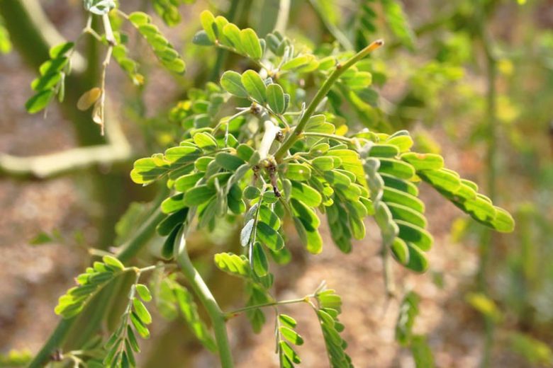 Parkinsonia praecox, Palo Brea, Sonoran Palo Verde, Cercidium praecox, Caesalpinia praecox, Cercidium australe, Cercidium goldmannii, Cercidium plurifoliatum, Cercidium spinosum, Cercidium viride
