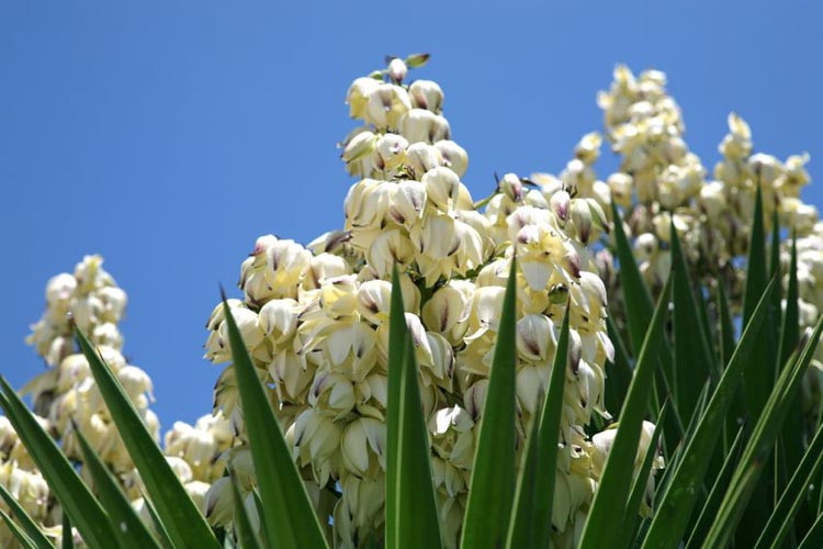 Yucca Filamentosa, Adam's Needle, Carolina Silk Grass, Needle Palm, Our Lord's Candle, Spoonleaf Yucca, Thready Adam's Needle, evergreen shrub, Spanish Bayonet, Yucca aloifolia, Bright Edge,C