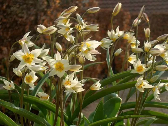 Tulip Turkestanica,Tulipa Turkestanica,Tulipe Turkestanica, Turkestan Tulip, Botanical Tulips, Tulip Species, Rock Garden Tulips, Wild Tulips, Early blooming tulips