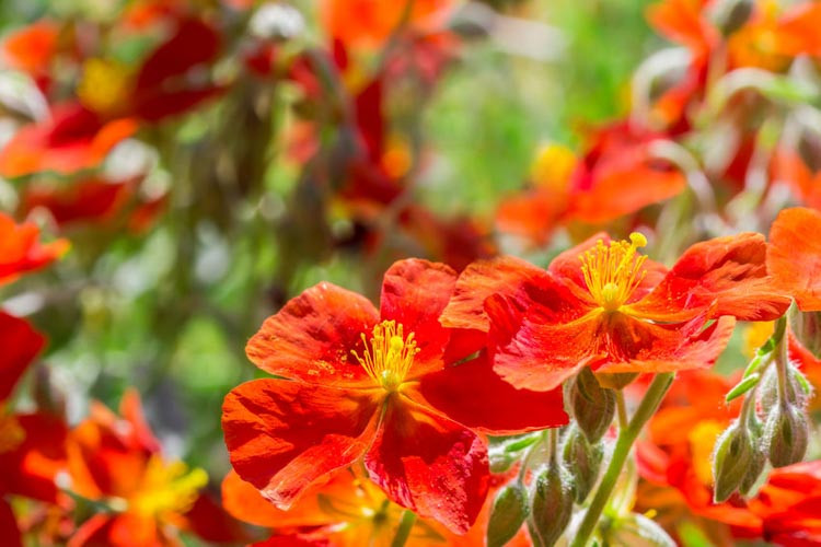 Helianthemum,Rock Roses, Sun Roses,  ground covers, groundcover, perennial ground cover, Mediterranean Plants
