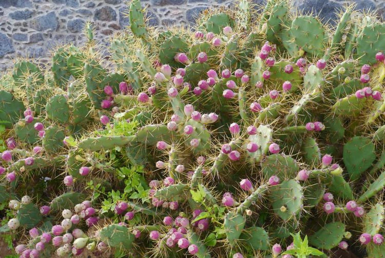 Opuntia ficus-indica, Smooth Mountain Prickly Pear, Indian Fig, Mission Cactus, Tuberous Prickly Pear, Nopal, succulent, cactus, drought tolerant plant
