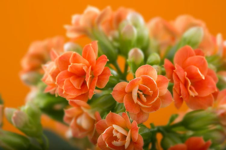 Kalanchoe, Kalanchoe blossfeldiana, Flaming Katy, Christmas Kalanchoe, Kalanchoe luciae, Paddle Plant, Flapjacks, Red Pancakes, Desert Cabbage, succulent plant, Panda Plant, Chandelier Plant,
