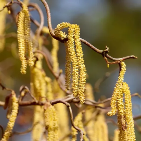 Corylus avellana 'Contorta', Harry Lauder's Walking Stick, Corkscrew Hazel , Deciduous Shrubs, Foliage, Fall color, Winter color, shrub with catkins