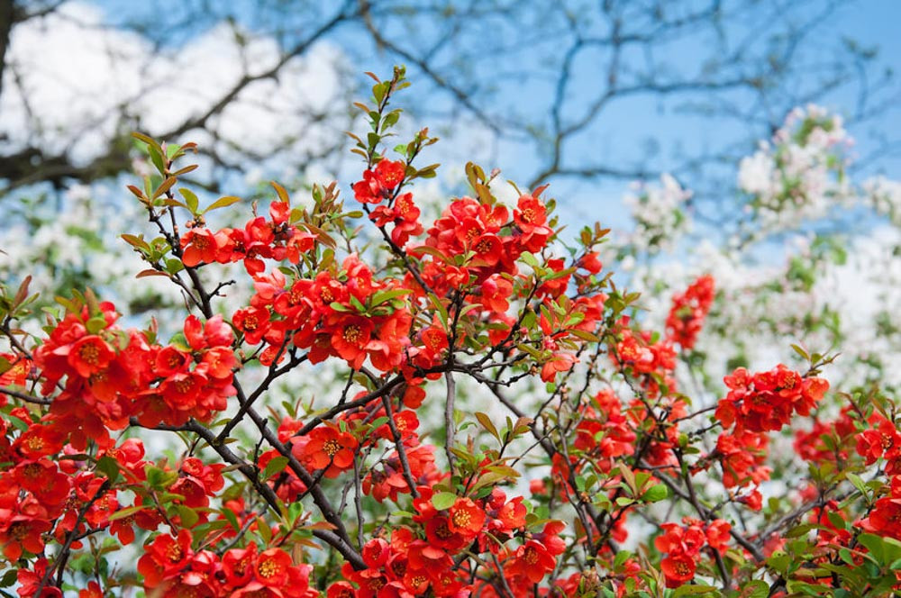 Chaenomeles japonica, Chaenomeles speciosa, Japanese Quince, Flowering Quince, Maule's Quince, Dwarf Quince, Japanese Flowering Quince