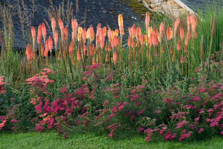 Kniphofia 'Timothy', Red Hot Poker 'Timothy', Poker Plant 'Timothy', Torch Lily 'Timothy', Tritoma 'Bees' Timothy', orange flowers, yellow flowers, summer perennial