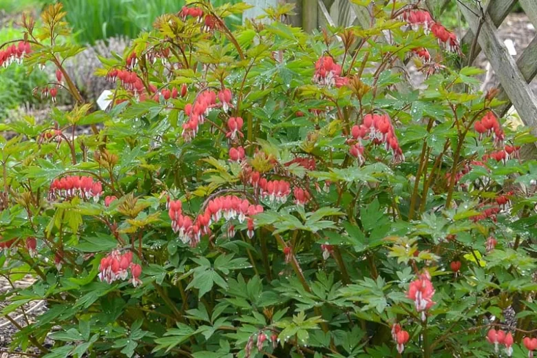 Dicentra Spectabilis Valentine,Bleeding Heart Valentine, Dutchman's Breeches Valentine, Chinaman's Breeches Valentine, Locks and Keys Valentine, Lyre Flower Valentine, Seal Flower Valentine, Lamprocapnos Spectabilis Valentine, Red flowers