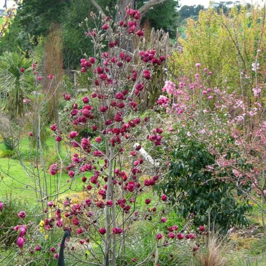 Magnolia 'Genie', Genie Magnolia, Red magnolia, Winter flowers, Spring flowers, Red flowers, fragrant trees, fragrant flowers, Purple Magnolia, Purple flowers