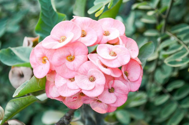 Euphorbia, euphorbia plant, euphorbia polychroma, euphorbias, euphorbia characias, euphorbia milii, euphorbia pulcherrima, Spurge