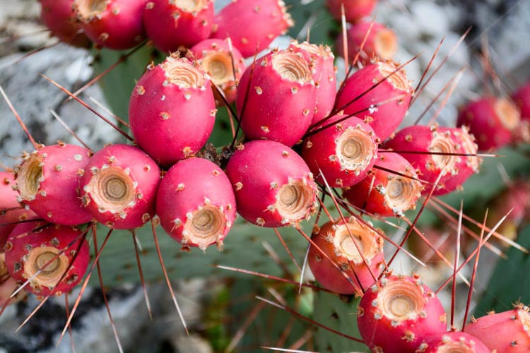 Opuntia ficus-indica, Smooth Mountain Prickly Pear, Indian Fig, Mission Cactus, Tuberous Prickly Pear, Nopal, succulent, cactus, drought tolerant plant